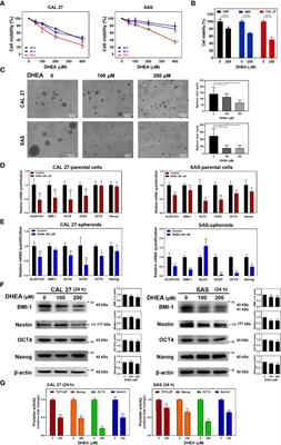 Dehydroepiandrosterone (DHEA) Sensitizes Irinotecan to Suppress Head and Neck Cancer Stem-Like Cells by Downregulation of WNT Signaling